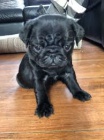  Mops �t��ata
