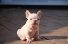 Francouzky Buldo�ky
