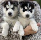 Sibisk Husky tata s PP