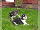 Husky štěňata FCI Husky štěňata FCI