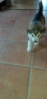 Aljask  Malamutei jsou k dispozici co nejdve