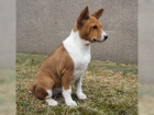 2 Basenji lovecká štěňata e 2 Basenji lovecká štěňata e