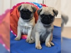 Fantastický Mops štěňata Fantastický Mops štěňata