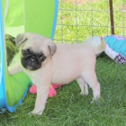 Mops štěňata  Mops štěňata