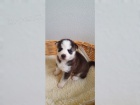 Husky štěňata Husky štěňata