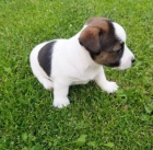 roztomilá štěňátka jack russell roztomilá štěňátka jack russell