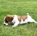 roztomilá štěňátka jack russell roztomilá štěňátka jack russell