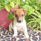 Roztomilá štěňátka jack russell Roztomilá štěňátka jack russell