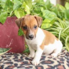 Roztomilá štěňátka jack russell Roztomilá štěňátka jack russell