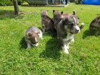  Sibi�sk� husky d�ti