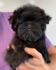 Affenpinscher �t��ata k adopci