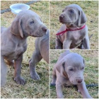 �t��ata V�marsk� oha� pro nov� domov