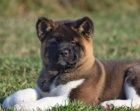 Krásná štěňátka Akita Krásná štěňátka Akita