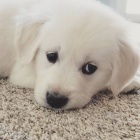 roztomilá štěňátka zlatého retrívra roztomilá štěňátka zlatého retrívra