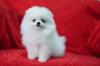 Pomeranian �t��ata (miniaturn�)