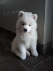 Roztomil� samojed �t���tka k adopci