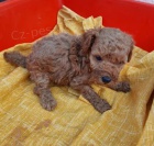 Mal� pudl �t��ata k adopci