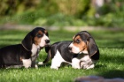 kr�sn� �t���tka Basset Hound hledaj�c� nov� domovy