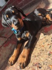 �t��ata Dobermana k adopci