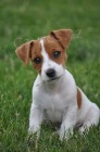Štěňata Jack Russell Terrier Štěňata Jack Russell Terrier
