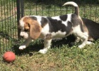 Fantastick� �t��ata Beagle k adopci