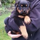 2 dispozici jsou pro v�s �t���tka rotvajlera.