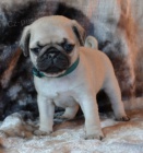 Kr�sn� domov zvedl mops