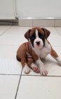 BOXER BOXER