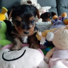 Rozko�n� jork��rsk� teri�r �t��at