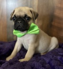 Krásné mužské a ženské mopslíci Krásné mužské a ženské mopslíci