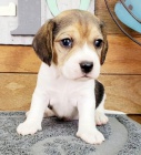 BEAGLE BEAGLE