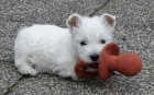 West Highland Terrier mini štěňata ochotná mít nové domovy West Highland Terrier mini štěňata ochotná mít nové domovy