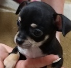 �ivava �t���tka bez PP