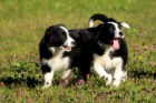 Border Collie �t��ata k dispozici mu� a �ena