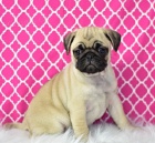 MOPS�K �T��ATA