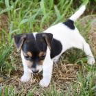 Nádherná štěňátka teriéra Jacka Russella Nádherná štěňátka teriéra Jacka Russella