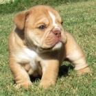 Tlumen� �elisti kr�sn� �t���tka anglick�ho buldoka na prodej