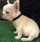 �t��ata Fr. buldoka