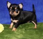 Kr�sn� �aj �ivava �t��ata