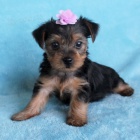 n�dhern� �ajov� ��lek york��rsk� teri�r.