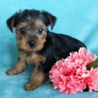 n�dhern� �ajov� ��lek york��rsk� teri�r.