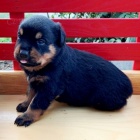 �t��ata rotvajler� na prodej