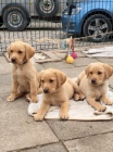 štěňátka Labradorského retrívra štěňátka Labradorského retrívra