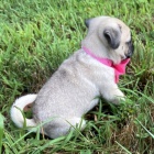 MOPS�K �T��ATA S PP 