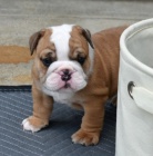 Zdrav� �t���tka anglick�ho buldoka