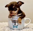 Miniaturn� �ivava �t��ata