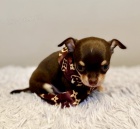 Miniaturn� �ivava �t��ata