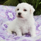 zdravá Bichon frise zdravá Bichon frise