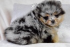 Pomeraniansk�ch Mini