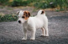 jack russell jack russell